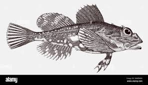 Image result for Myoxocephalus scorpius