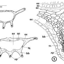 Attēlu rezultāti vaicājumam “Conioselinum tataricum”