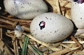 Attēlu rezultāti vaicājumam “Fulica atra eggs”