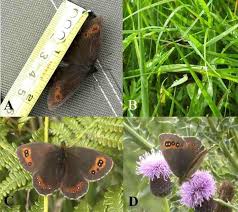 Attēlu rezultāti vaicājumam “Erebia aethiops underside”
