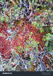 Attēlu rezultāti vaicājumam “Sphagnum fuscum”
