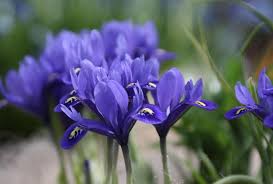 Attēlu rezultāti vaicājumam “Iris reticulata”