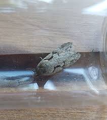 Attēlu rezultāti vaicājumam “Semioscopis steinkellneriana”