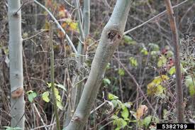 Attēlu rezultāti vaicājumam “Hymenoscyphus fraxineus”