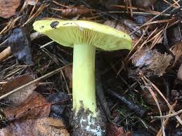 Attēlu rezultāti vaicājumam “Tricholoma flavovirens”