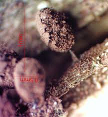 Attēlu rezultāti vaicājumam “Comatricha pulchella”