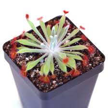 Attēlu rezultāti vaicājumam “Drosera x obovata leaf”