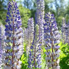 Attēlu rezultāti vaicājumam “Lupinus polyphyllus flower”