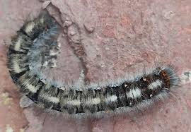 Attēlu rezultāti vaicājumam “Lasiocampa quercus larva”