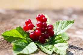 Attēlu rezultāti vaicājumam “Rubus saxatilis fruit”