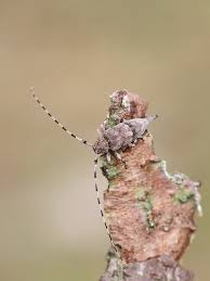 Attēlu rezultāti vaicājumam “Acanthocinus aedilis”