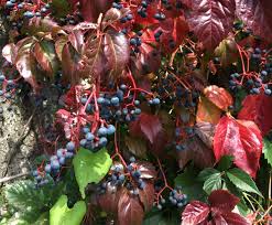 Attēlu rezultāti vaicājumam “Parthenocissus quinquefolia fruit”