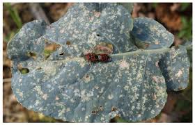 Attēlu rezultāti vaicājumam “Eurydema oleracea imago”