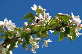 Attēlu rezultāti vaicājumam “Malus domestica flower”
