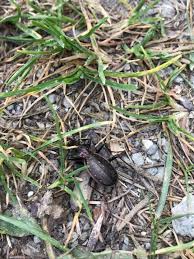 Attēlu rezultāti vaicājumam “Carabus hortensis”