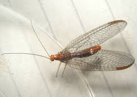 Attēlu rezultāti vaicājumam “Lophozia capitata”