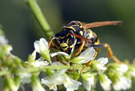 Attēlu rezultāti vaicājumam “Polistes nimpha”