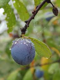 Attēlu rezultāti vaicājumam “Prunus domestica subsp. insitita”