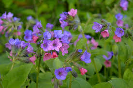 Attēlu rezultāti vaicājumam “Pulmonaria obscura leaf”