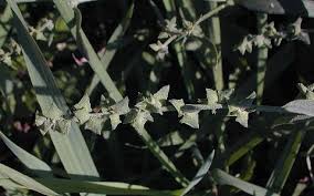 Attēlu rezultāti vaicājumam “Atriplex littoralis fruit”