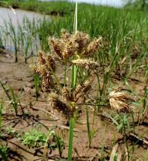 Attēlu rezultāti vaicājumam “Bolboschoenus maritimus flower”