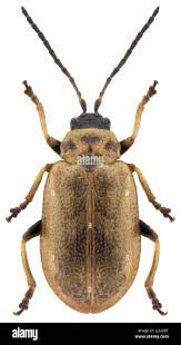 Attēlu rezultāti vaicājumam “Lochmaea caprea”