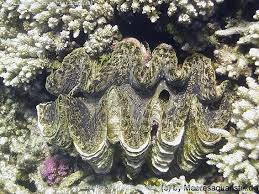 Image result for tridacna