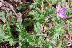 Attēlu rezultāti vaicājumam “Erodium cicutarium”