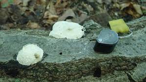 Attēlu rezultāti vaicājumam “Reticularia lycoperdon”