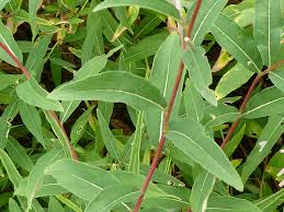 Image result for Epilobium angustifolium