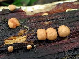 Attēlu rezultāti vaicājumam “Hypocrea rufa”