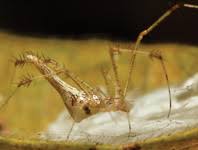 Attēlu rezultāti vaicājumam “Scythrididae”