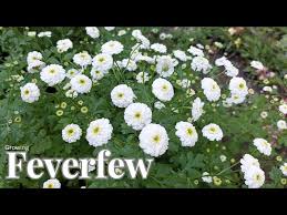 Image result for Tanacetum parthenium 'Tetraweiss'