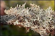 Attēlu rezultāti vaicājumam “Pseudevernia furfuracea”