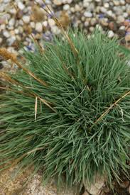 Attēlu rezultāti vaicājumam “Koeleria glauca”