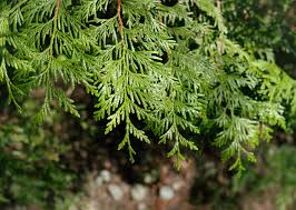 Attēlu rezultāti vaicājumam “Thuja plicata”