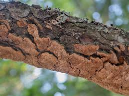 Attēlu rezultāti vaicājumam “Phellinus chrysoloma”