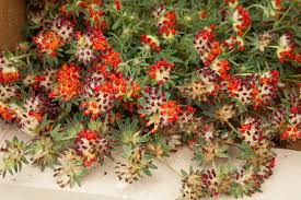 Image result for Anthyllis vulneraria rubra