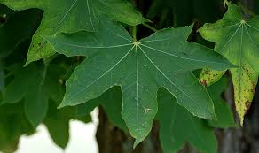 Attēlu rezultāti vaicājumam “Kalopanax septemlobus”