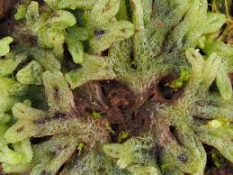 Attēlu rezultāti vaicājumam “Riccia rhenana”