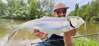 Image result for Alosa fallax