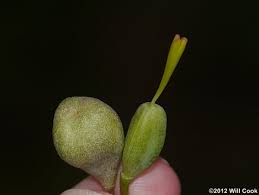 Attēlu rezultāti vaicājumam “Diderma umbilicatum stalked”