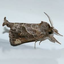 Attēlu rezultāti vaicājumam “Notodontidae”