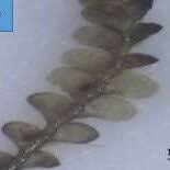 Attēlu rezultāti vaicājumam “Fissidens bryoides sporophyte”