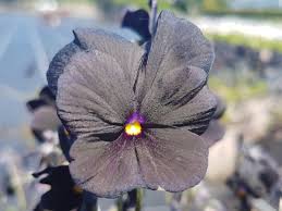 Image result for Hornveilchen