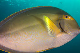 Image result for Acanthurus xanthopterus