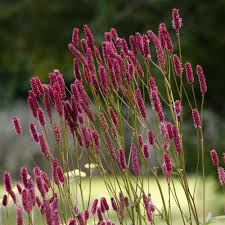 Image result for Sanguisorba officinalis