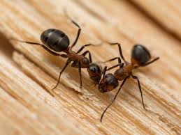 Attēlu rezultāti vaicājumam “Formica rufa”