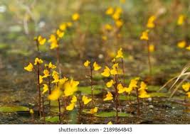 Attēlu rezultāti vaicājumam “Utricularia vulgaris flower”