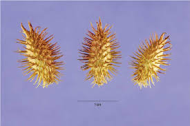 Attēlu rezultāti vaicājumam “Physarum xanthinum”